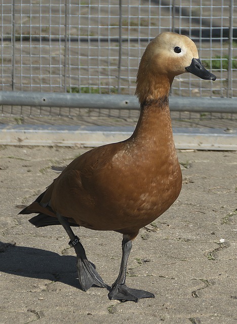 选蒯曼